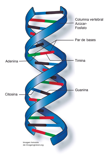 A 70 años del descubrimiento de la estructura del ADN