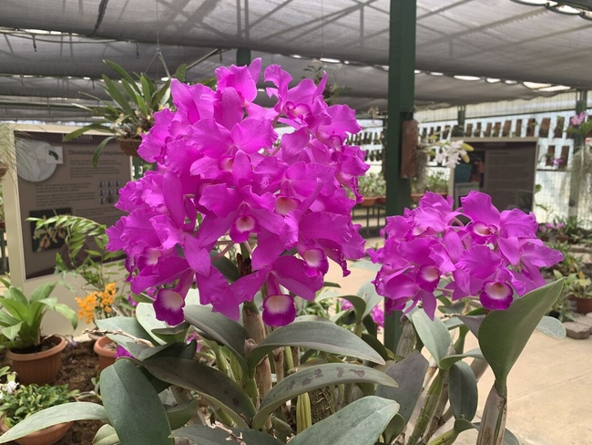 La Exposición Nacional de Orquídeas se realiza por primera vez en el