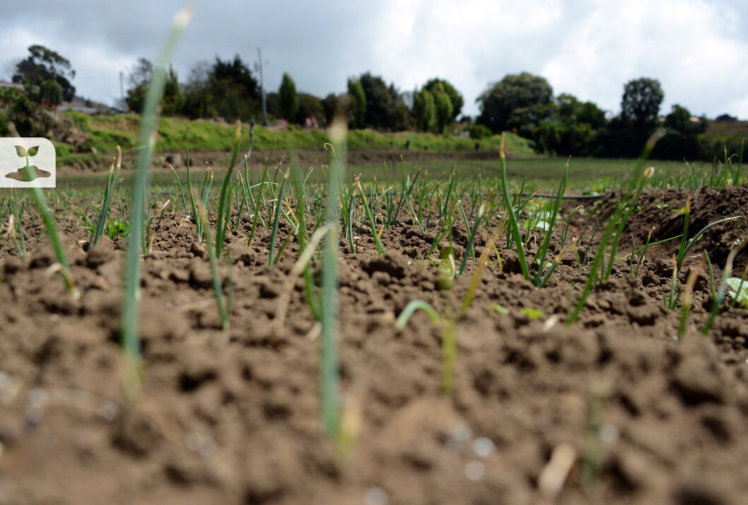 Cómo y por qué migrar de la agricultura tradicional a la agricultura