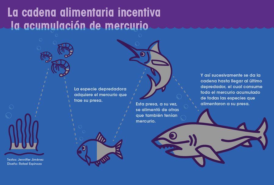 El Mercurio En El Agua Potable Afecta La Salud