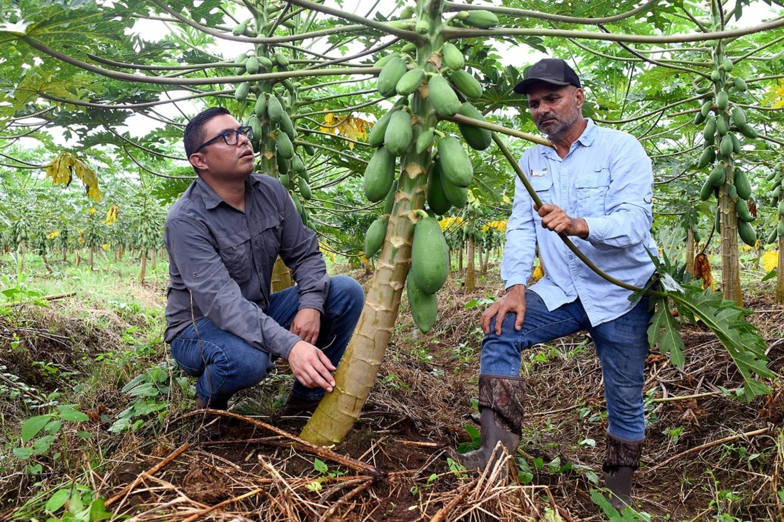 Dos hombres observan de cerca una planta de papaya en medio de un cultivo de esta fruta