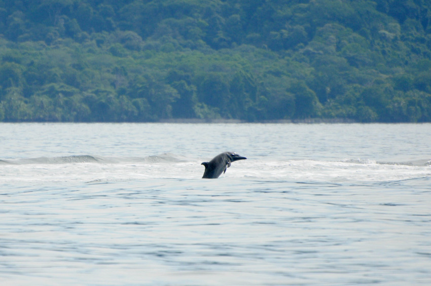 Delfin en Corcovado