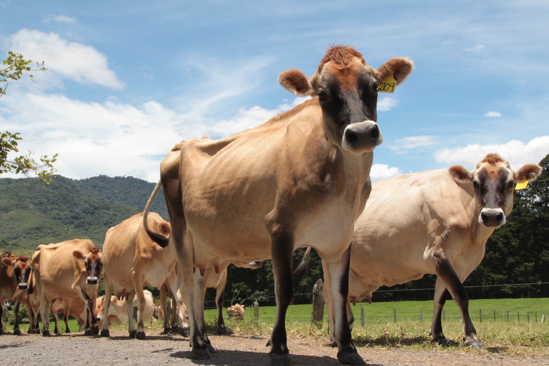 Vacas Turrialba 