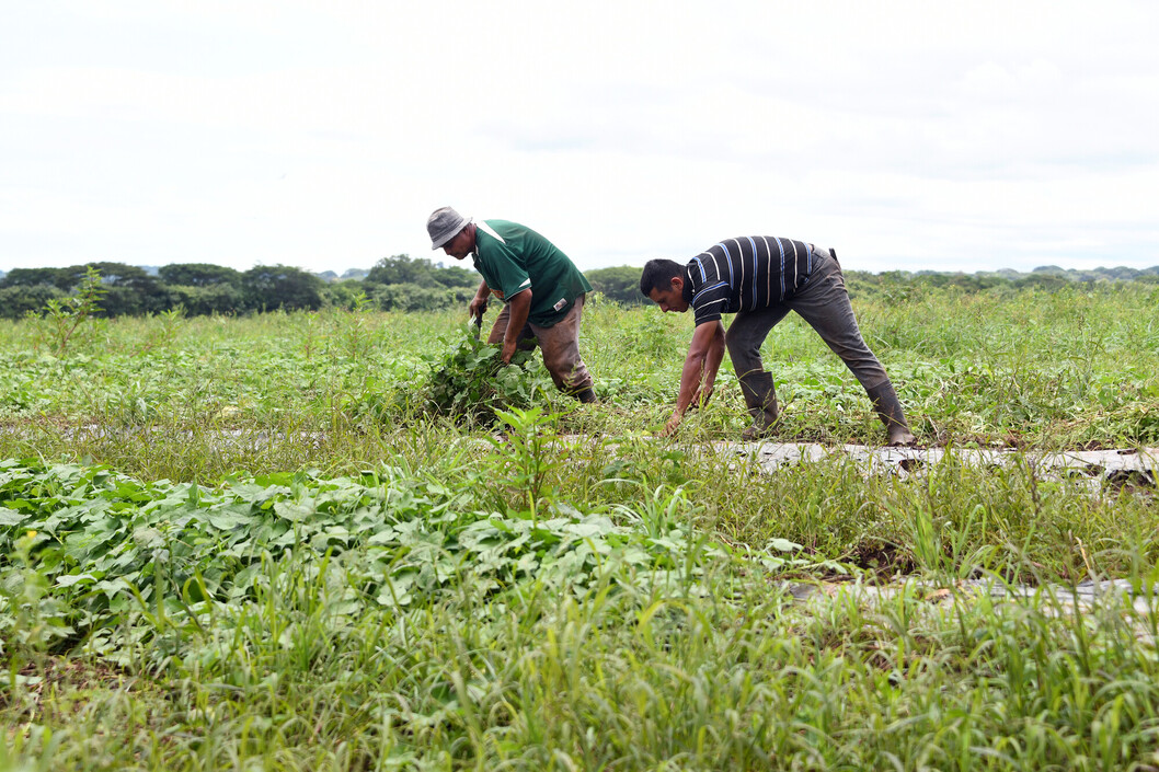 Personas agricultoras en el campo