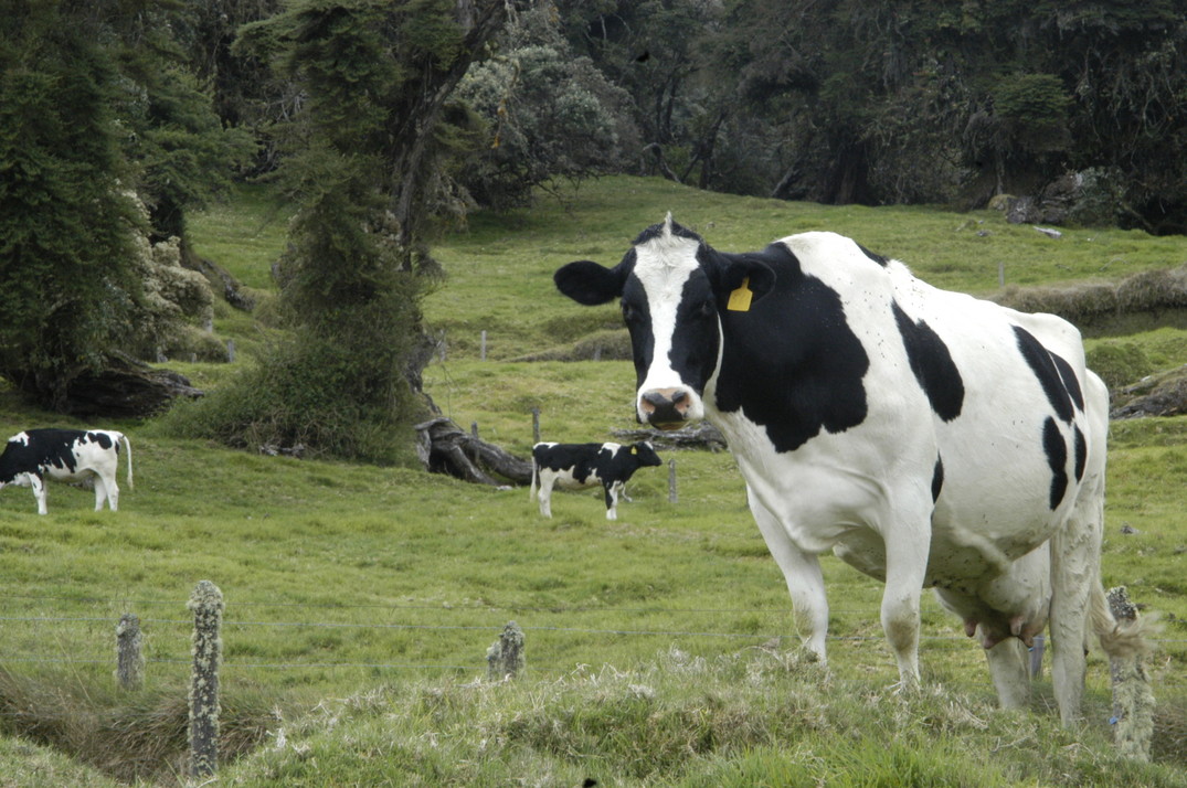 Vacas de pastoreo