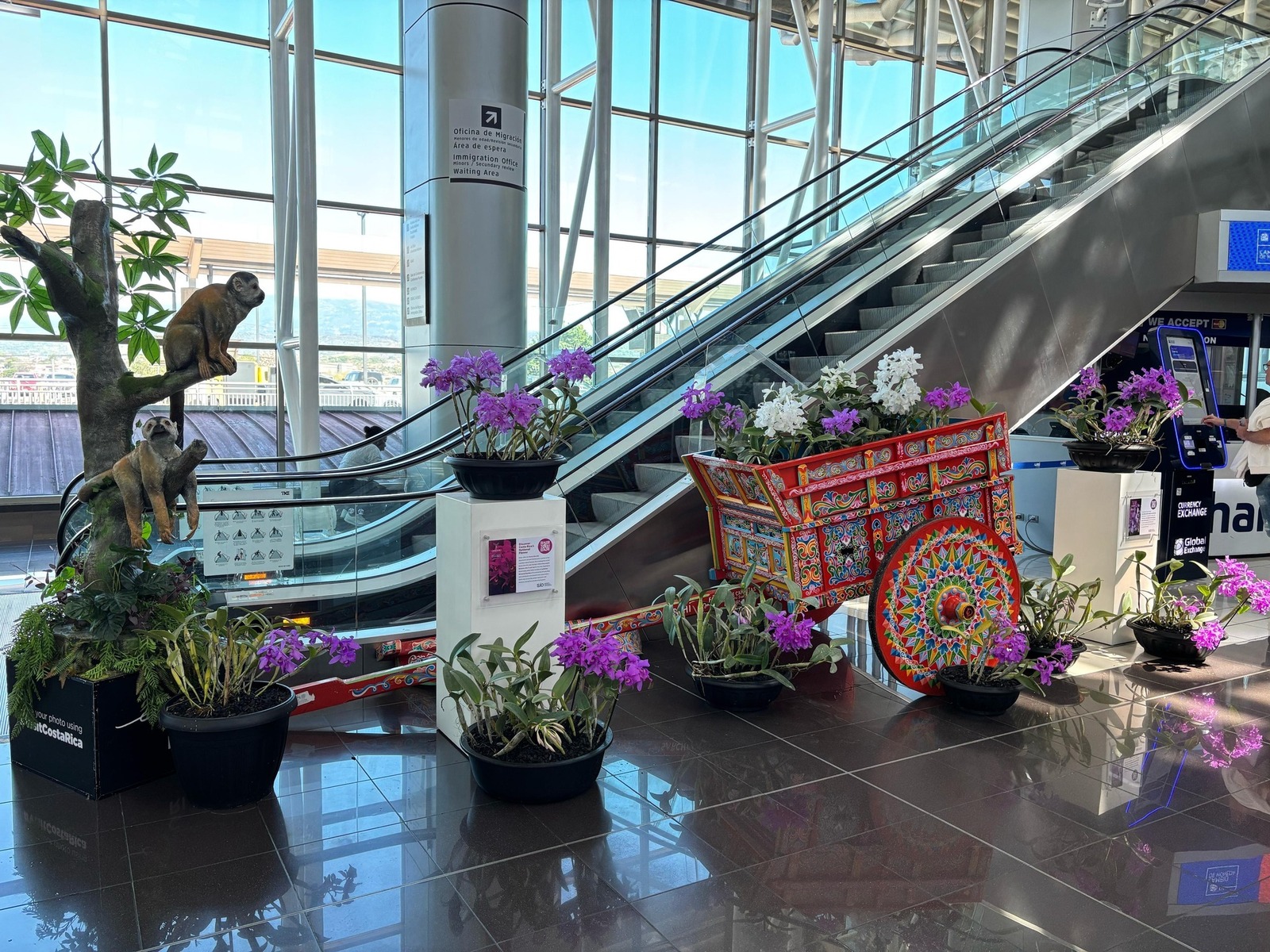 Exposición guaria morada en aeropuerto