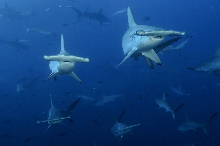 Tiburones martillo en la aguas de la Isla del Coco