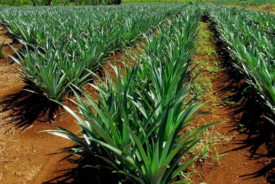 Desechos de la piña: un dolor de cabeza para productores