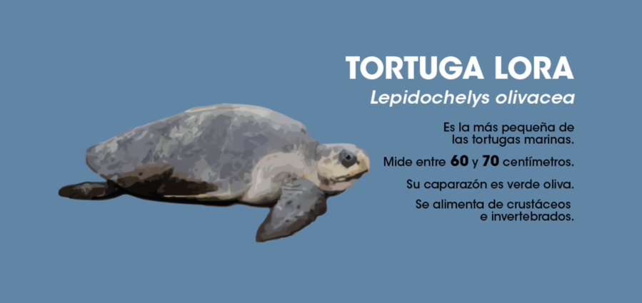 Resultado de imagen para tortuga LORA