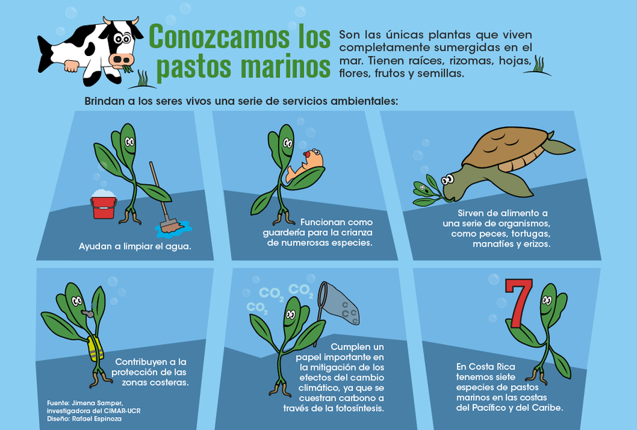 Los Pastos Marinos Un Mundo Bajo El Agua Por Conocer