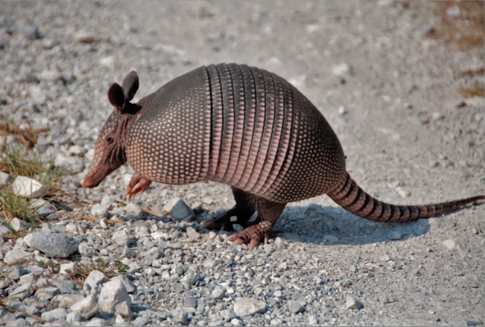 Nuevos mamíferos enriquecen la fauna tica