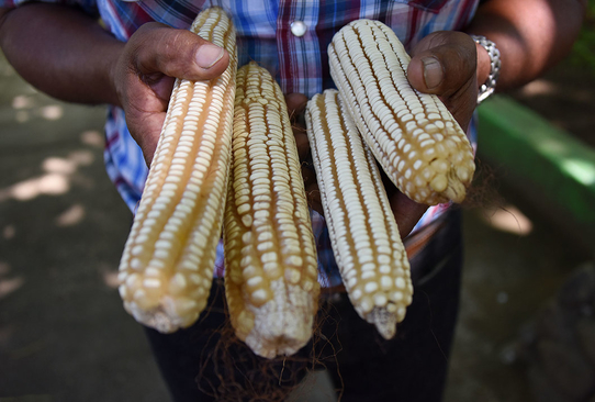 El maíz criollo resiste gracias al esfuerzo de los campesinos