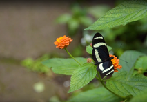 ¿Sabías que Costa Rica cuenta con más de 13 000 especies de mariposas nocturnas y más de 1500 …